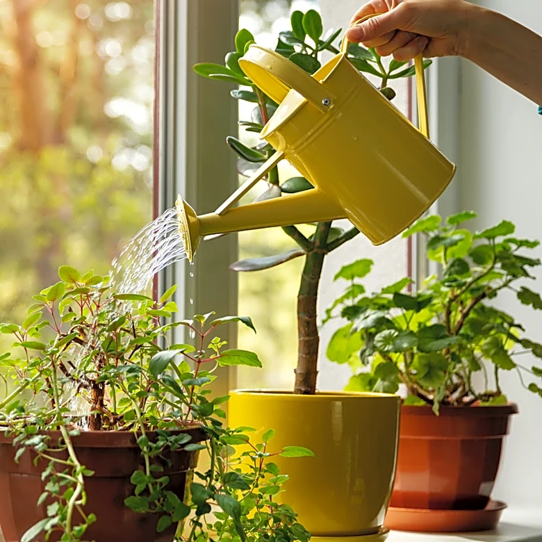 If This Happens When You Water Your Plants It May Be Time To Replace The Soil