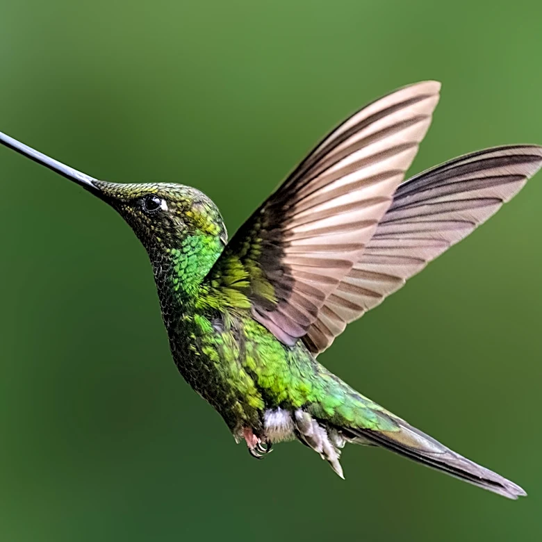 Not Bird Baths, Not Misters: The Cheap Alternative Hummingbirds Can't Resist