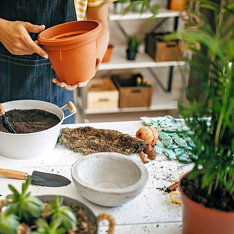 The Stunning Tropical Plant You Can Grow In A Container That Thrives In The Shade