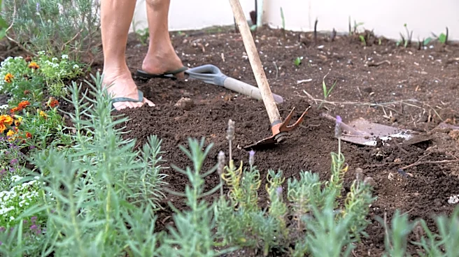 The Surprising Kitchen Scrap That Is Perfect For Amending Your Garden Soil