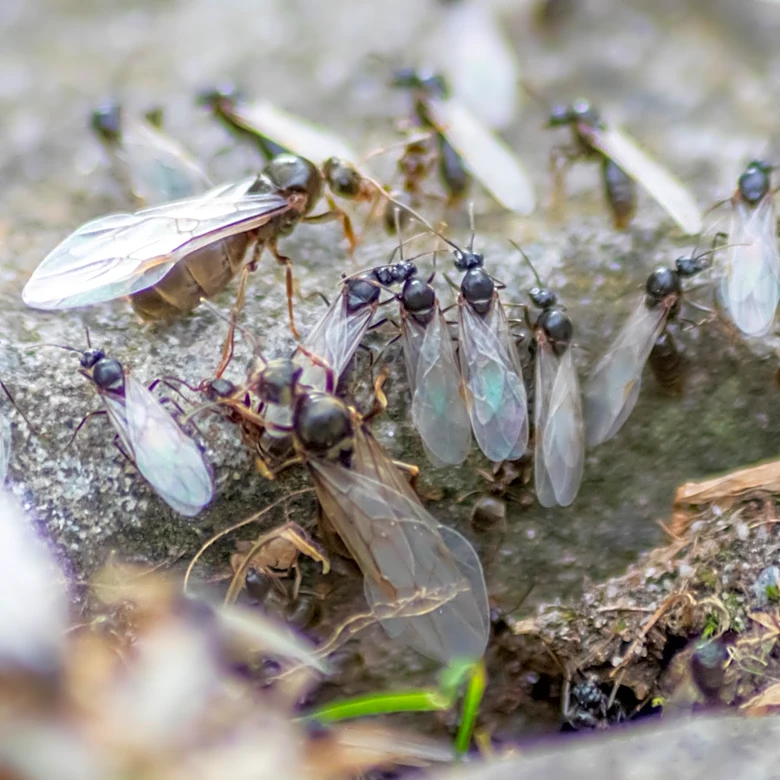 Goodbye Flying Ants: The Cleaning Staple That Makes Getting Rid Of Them A Breeze
