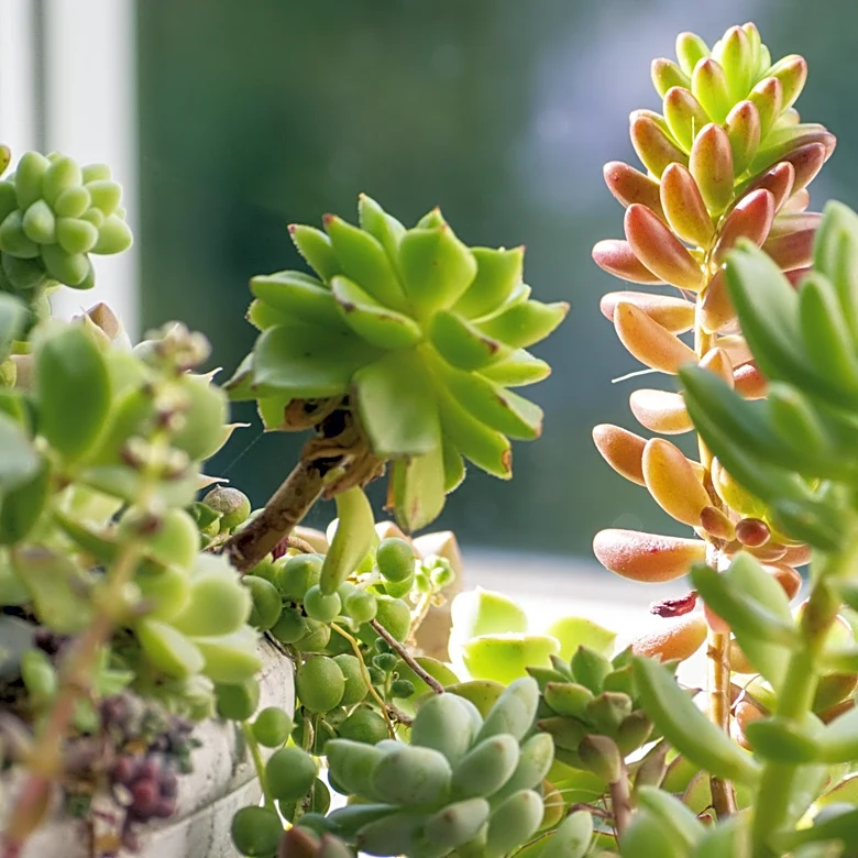Use Old Milk Jugs To Create A Budget-Friendly Succulent Garden