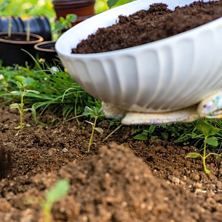 Grow This Low-Maintenance Perennial With Lush Foliage As A Ground Cover In Shady Spots