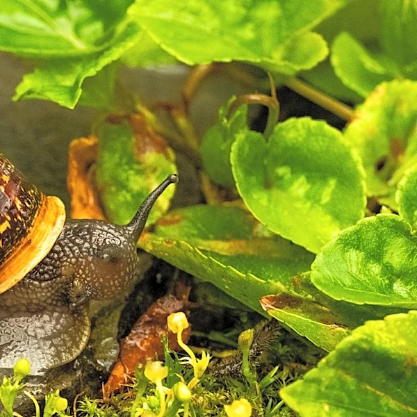 Not Copper Nor Coffee Grounds: The Humane Way To Keep Snails Out Of The Yard