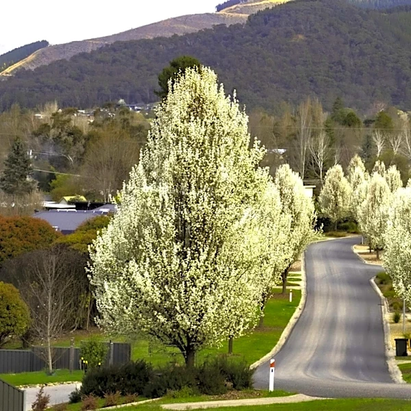 Why Bradford Pear Trees Have That Awful Smell