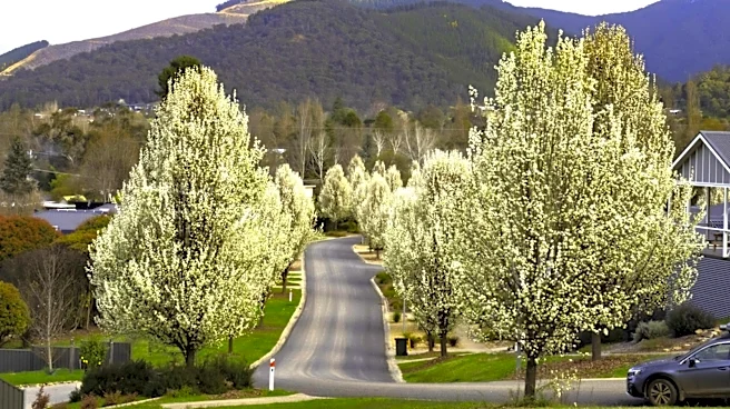 Why Bradford Pear Trees Have That Awful Smell