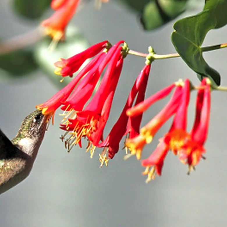 Not Honeysuckle: The Gorgeous Hanging Basket Flower That Hummingbirds Can't Resist