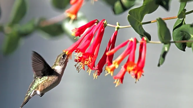Not Honeysuckle: The Gorgeous Hanging Basket Flower That Hummingbirds Can't Resist