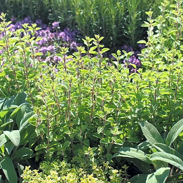 Not Basil, Not Cilantro: The Summer-Blooming Herb With Flowers That Pollinators Love