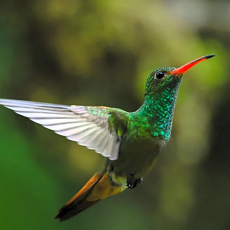 Not Ginger Lily, Not Zinnia: The Bright Red Flower Hummingbirds Can't Resist