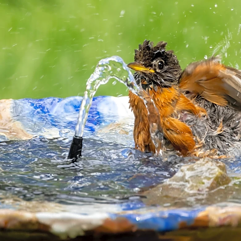 Amazon's Bird Bath Fountain Creates A Beautiful Centerpiece In Your Garden For Under $20