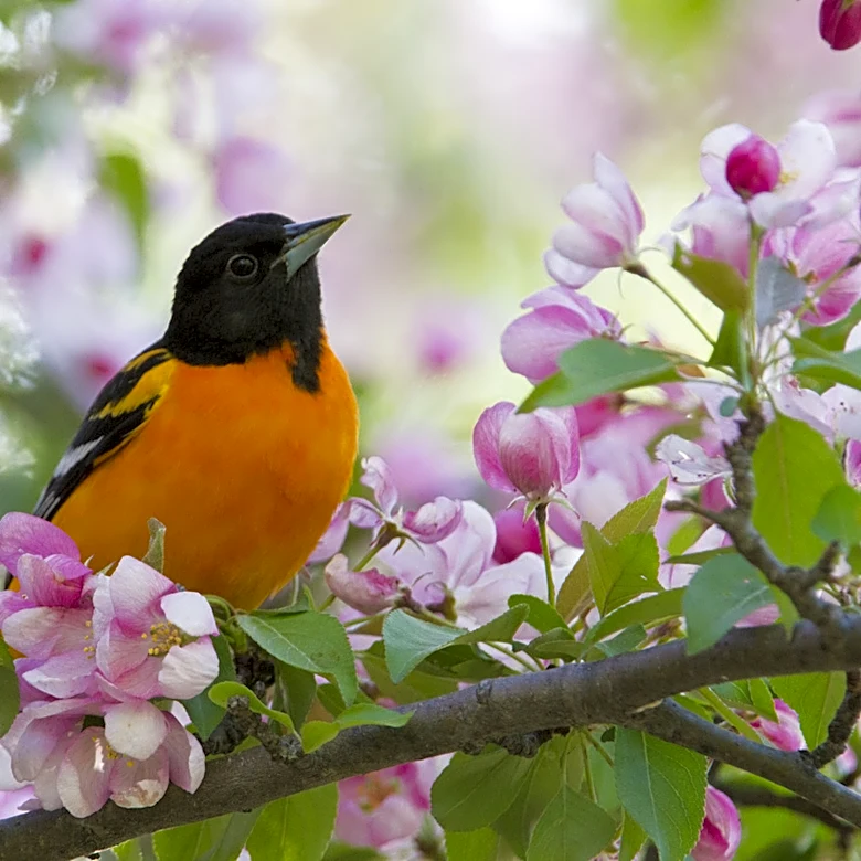 Artist Makes Mini Oriole Decor & The Whole Internet Is Obsessed: 'So Real Looking'