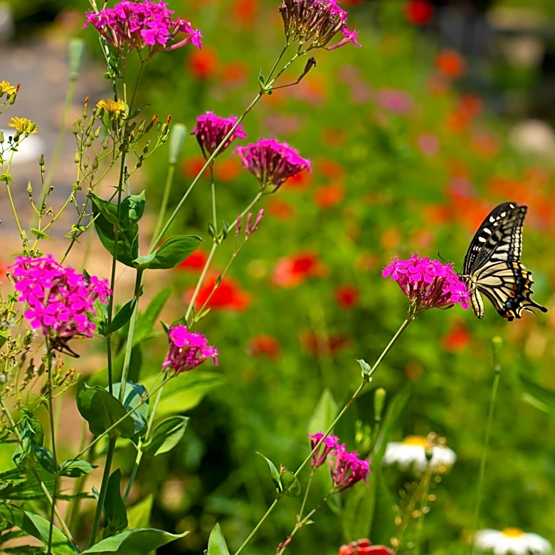 Beautify Your Landscape With A Summer-Blooming Shrub That Backyard Pollinators Will Love