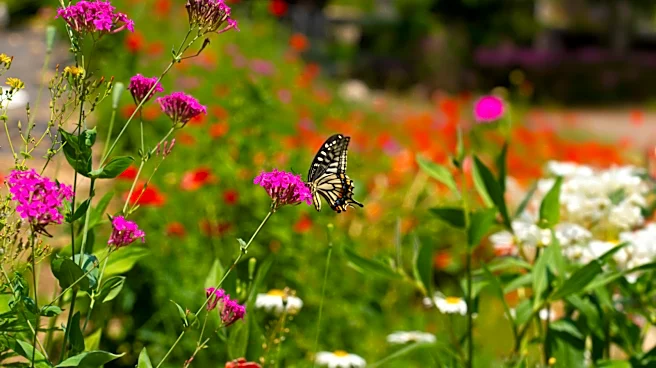 Beautify Your Landscape With A Summer-Blooming Shrub That Backyard Pollinators Will Love