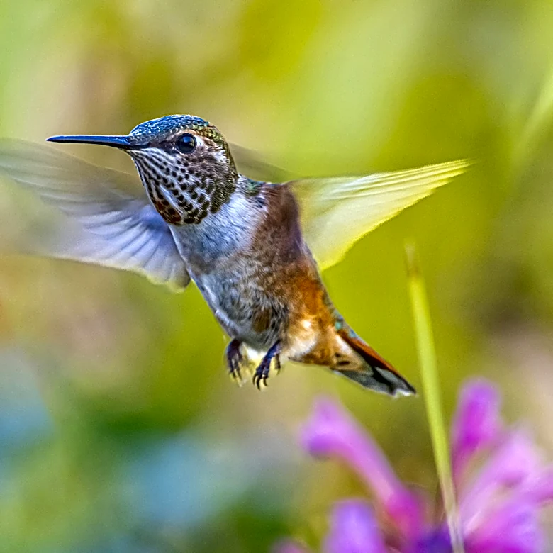 Not Salvia, Not Zinnia: The Fragrant Flowering Tree Hummingbirds Can't Resist