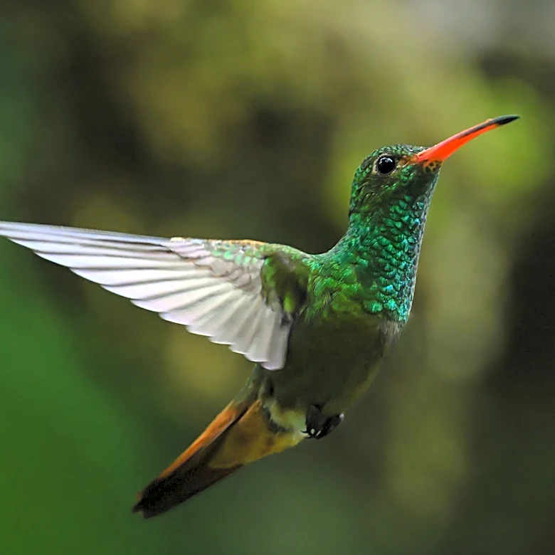 Not Salvia, Not Bee Balm: The Licorice Scented Flower That Hummingbirds Can't Resist
