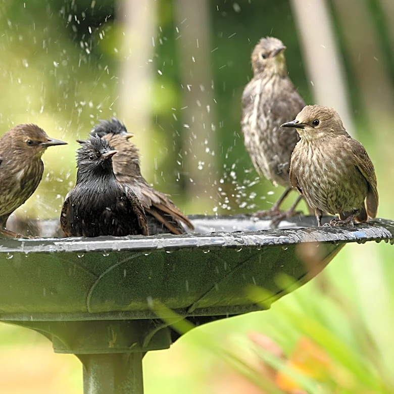 Goodbye Traditional Bird Baths: There's An Amazon Find That Also Helps Vining Plants Grow