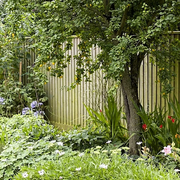 Don't Fall For Its Beauty: The Mosquito-Attracting Tree You Don't Want In Your Yard