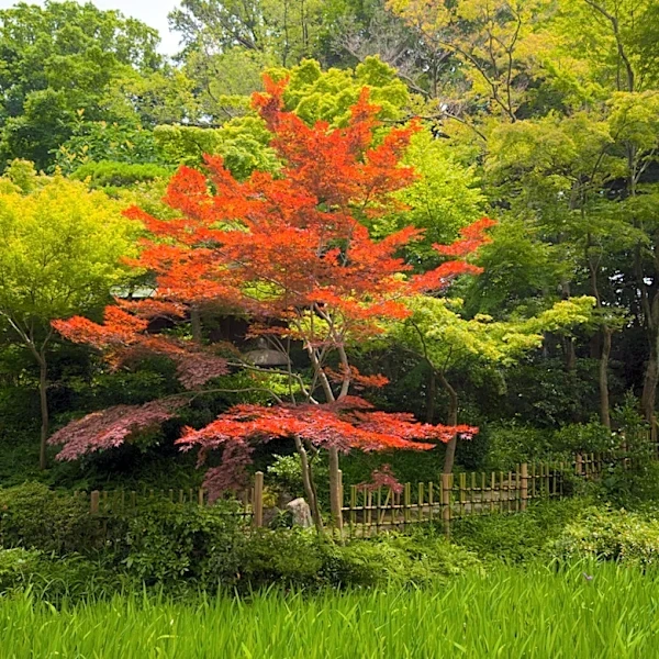 How To Turn An Ordinary Japanese Maple Into A Stunning Statement Piece