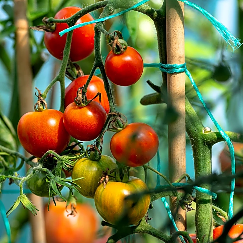 Protect Your Tomatoes From Wildlife Pests With A DIY Solution Every Pet Owner Has