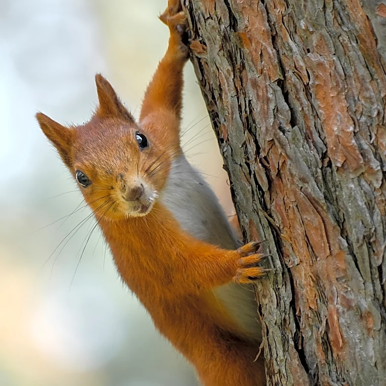 Use Old Milk Jugs To DIY A Better Solution That Keeps Squirrels Out Of Bird Feeders