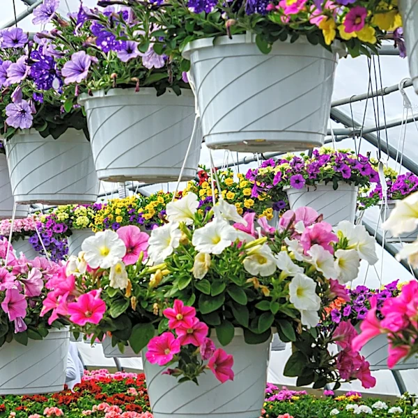 Fill Your Hanging Baskets Of Any Size With This Beautiful Low-Maintenance Flower