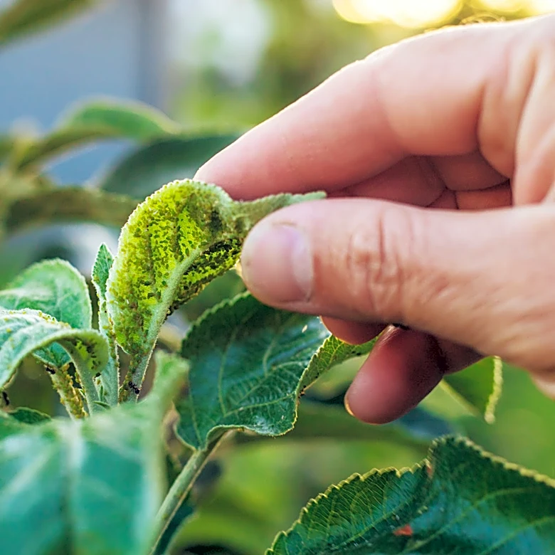 How To Repel Aphids With A Citrusy Essential Oil They Can't Stand