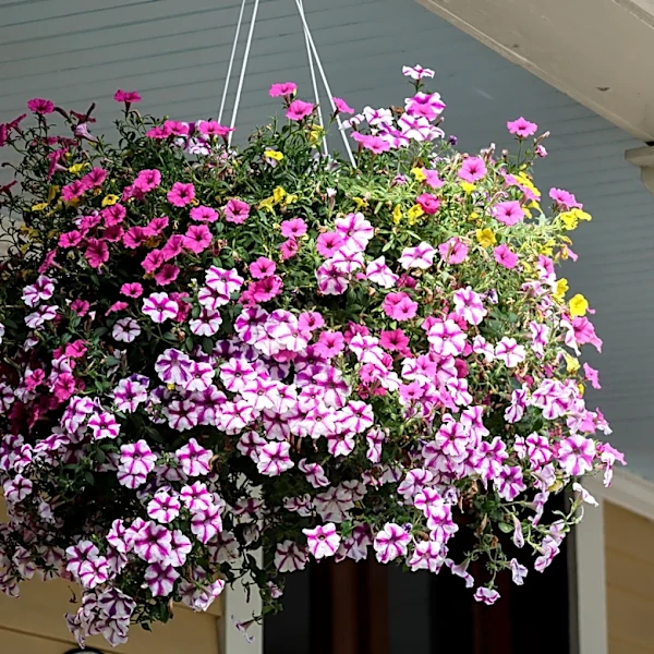What To Do With Hanging Flower Baskets To Create A Lush Look All Summer Long