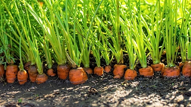 Ditch The Store-Bought Fertilizer: There's A Natural Way To Enrich Carrots