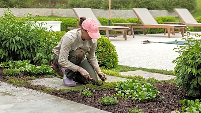 Not Hostas: There's A Beautiful Ground Cover That Also Controls Weeds