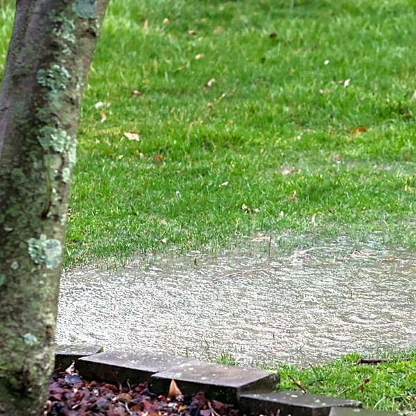 Not Retaining Walls: There's A Natural Way To Control Drainage For Sloped Yards
