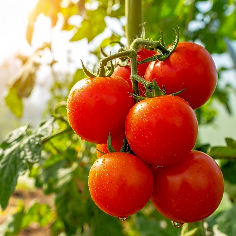 How Often Do I Need To Replace Soil For Tomato Plants?