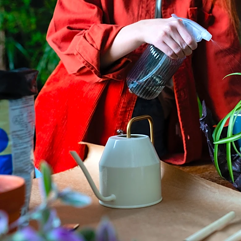 Keep Your Spider Plant Healthy All Year With A Little-Known Feeding Tip This Month