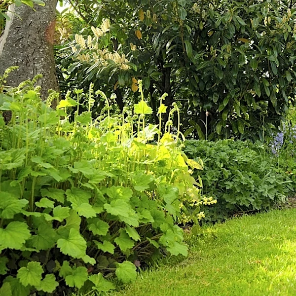 Not Impatiens, Not Coral Bells: The Plant That Works Beautifully In Shaded Flower Beds