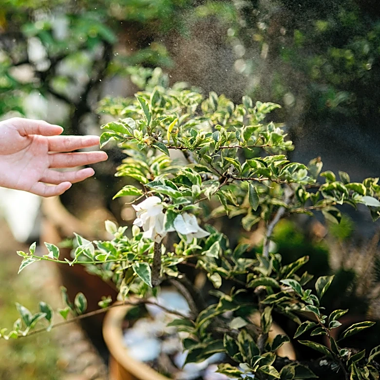 Not Just Mint: The Two-Ingredient Spray That Keeps Bugs Away
