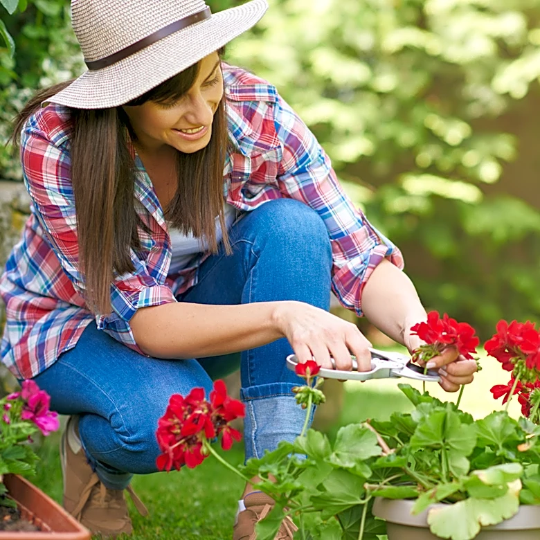 Why Your Geraniums Aren't Blooming — And How To Fix It
