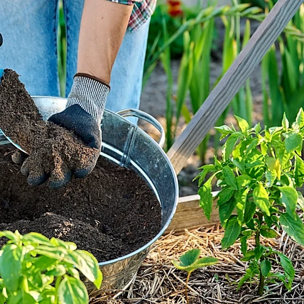 Not Coffee Grounds: The Unexpected Pantry Item To Use In Your DIY Fertilizer
