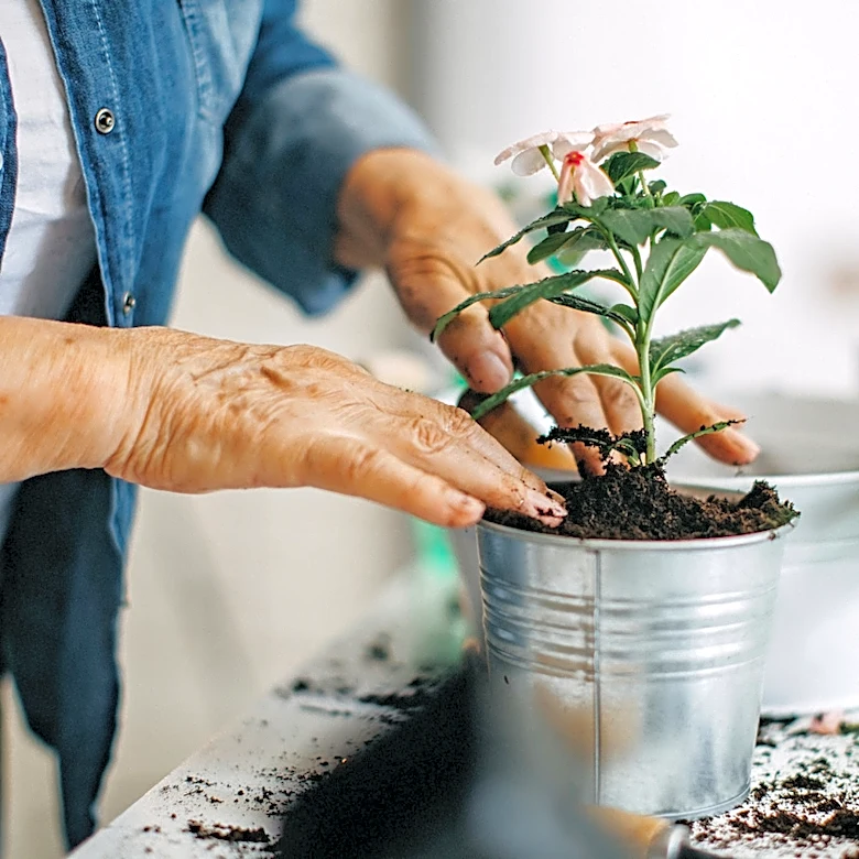 16 Best Flowers To Start Planting In Pots In June