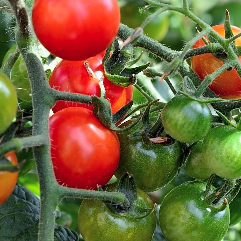 Say Goodbye To Floppy Plant Vines With A Tomato Cage Solution That Only Takes Minutes