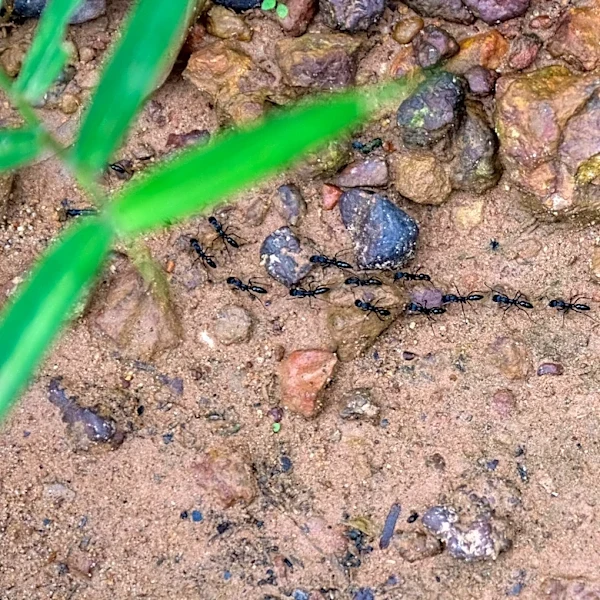 What To Do If You Find Ants Walking In A Straight Line In Your Yard