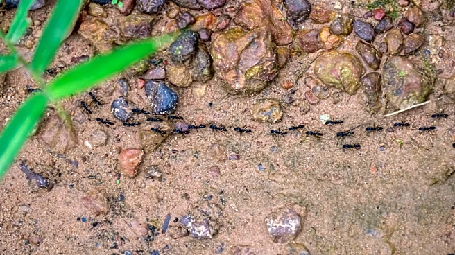 What To Do If You Find Ants Walking In A Straight Line In Your Yard
