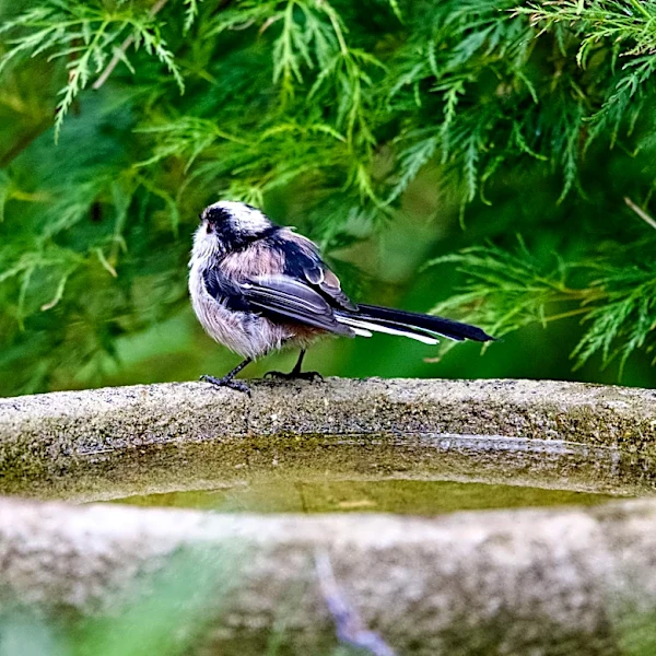 Say Bye To Traditional Bird Baths — Amazon Has A Space-Saving Solution For Small Areas