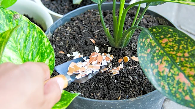 Not Egg Shells: Use This Kitchen Staple For DIY Fertilizer For Healthier Houseplants