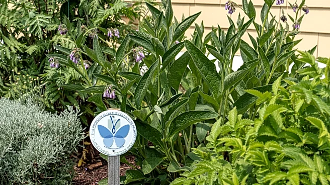 Skip Basil And Thyme: There's Another Herb Pollinators Are Thrilled To Find In The Garden