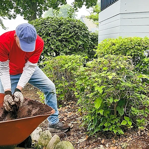 The Fresh-Smelling Herb Best For Growing Ground Cover In Full Sun
