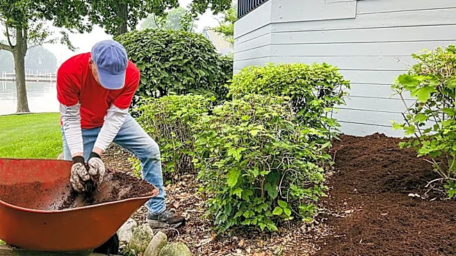 The Fresh-Smelling Herb Best For Growing Ground Cover In Full Sun