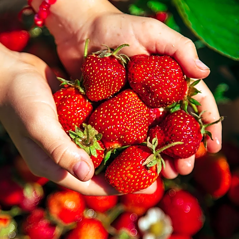 The Strawberry Companion Plant That Boosts Soil And Fights Fungus