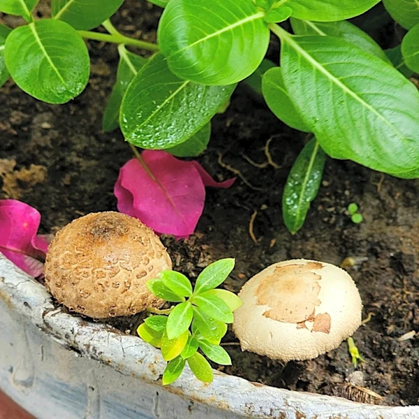 What To Do If You Find Mushrooms Growing In Plant Pots