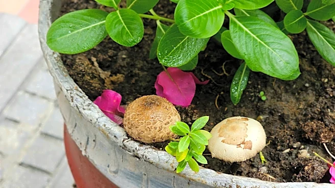 What To Do If You Find Mushrooms Growing In Plant Pots