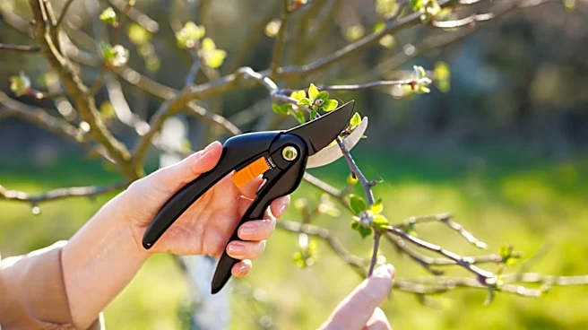 Not Time Of Day Or Season: The Pruning Mistake That's Holding Your Plant Growth Back